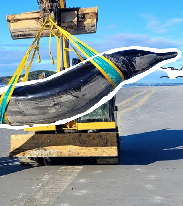 Angespülter Schnabelwal am Strand in Neuseeland 