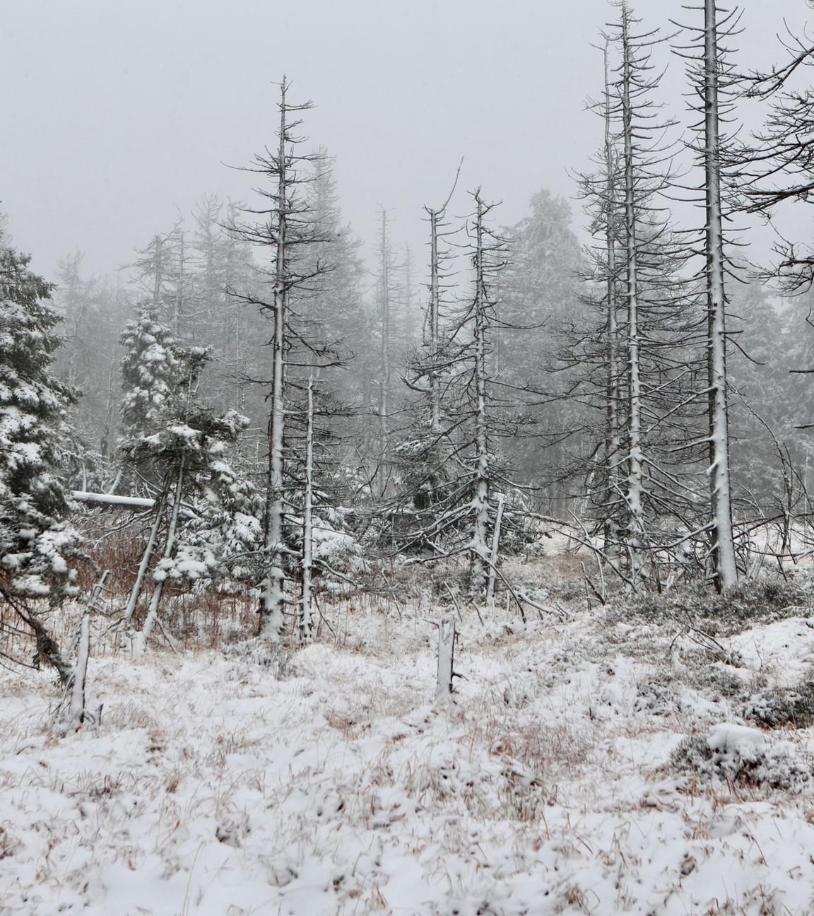 Sachsen-Anhalt, Schierke: Schneebedeckt ist der Wald am Brocken.