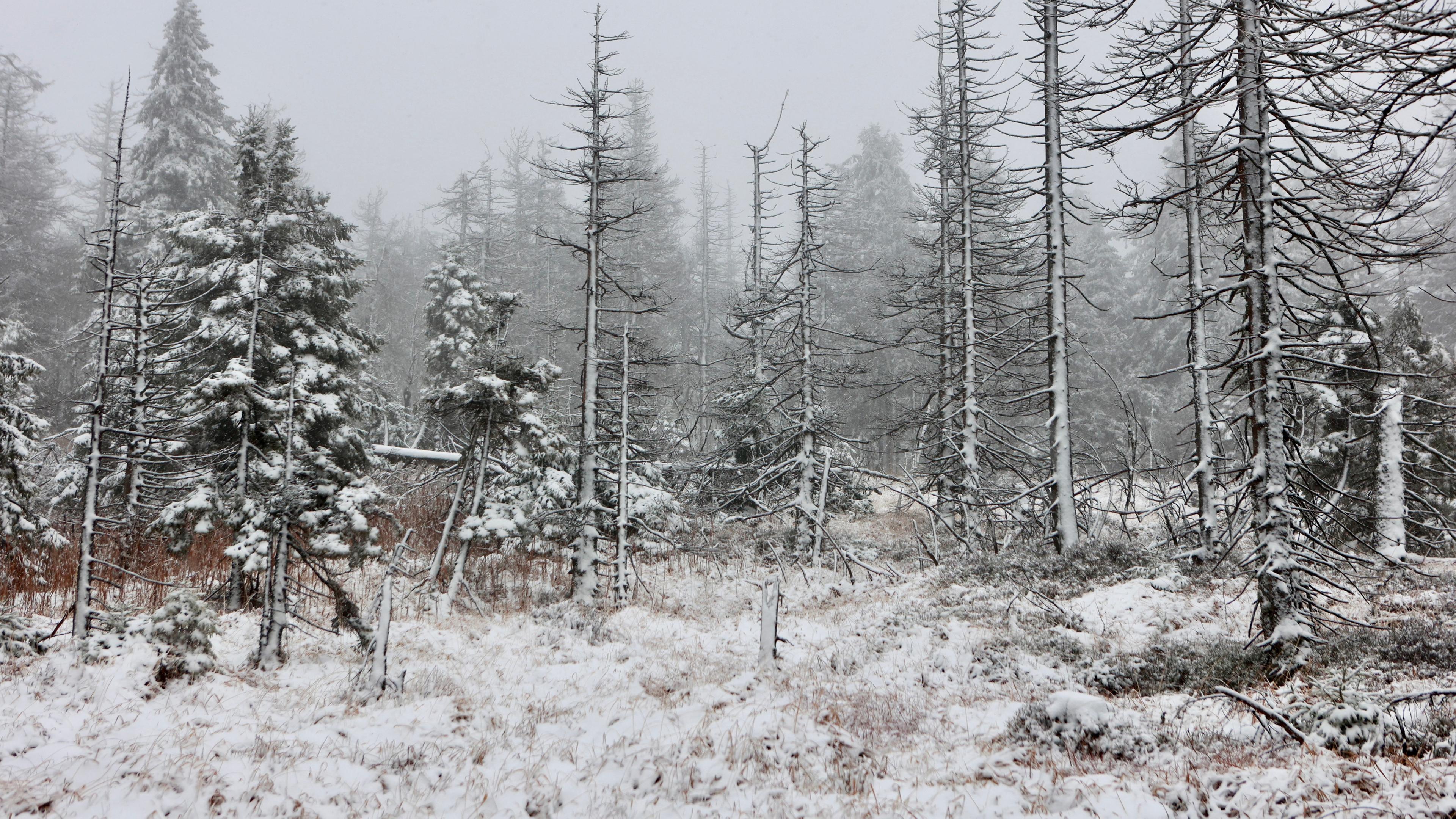 Sachsen-Anhalt, Schierke: Schneebedeckt ist der Wald am Brocken.