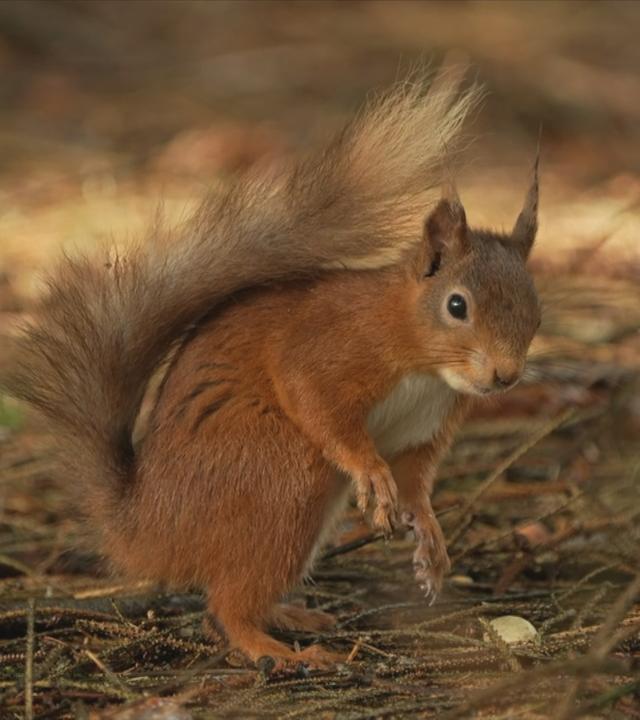 rotes Eichhörnchen