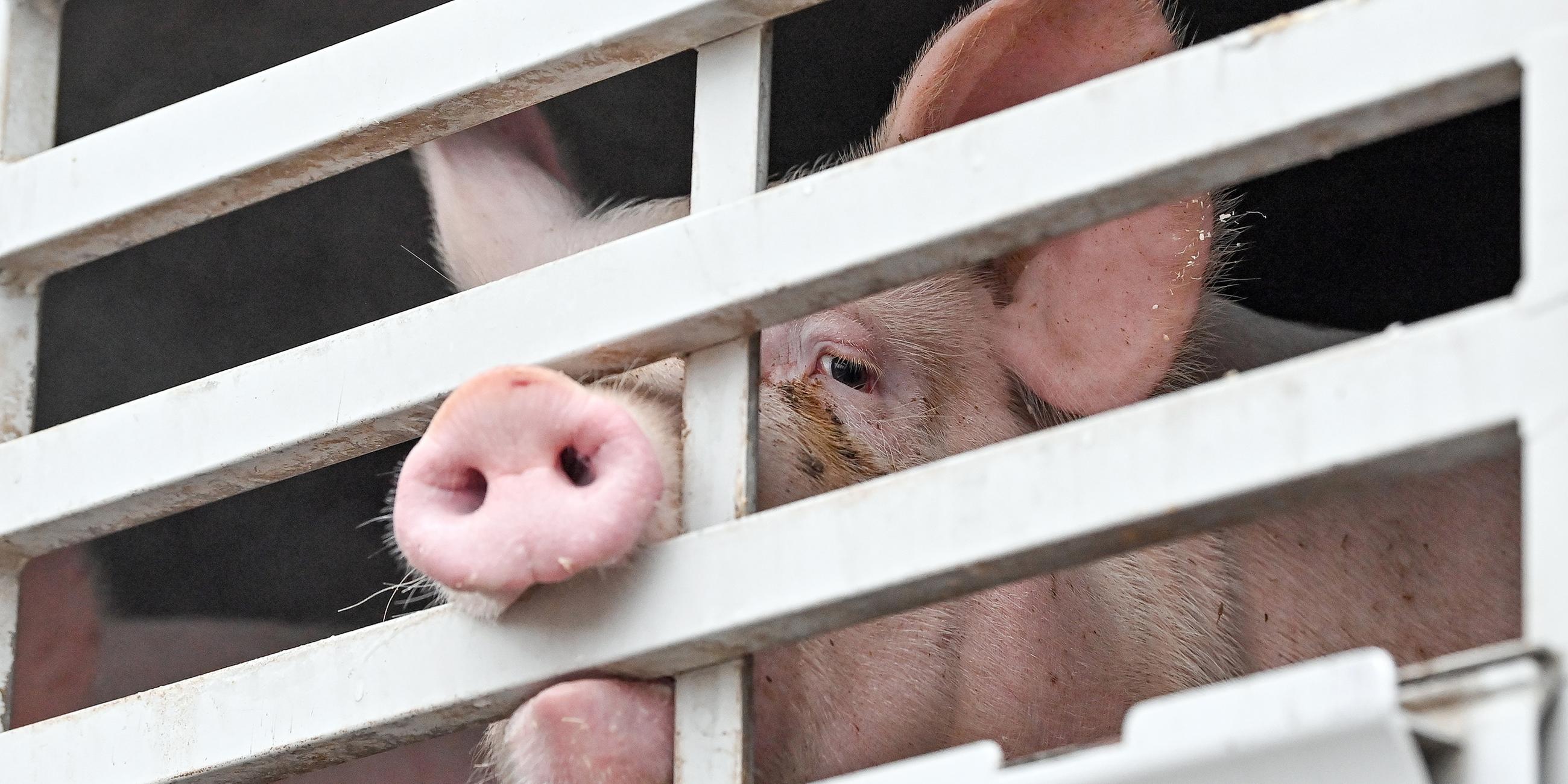 Symbolfoto Tiertransport Mastschweine