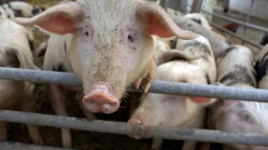 Zdfzoom - Schweinerei Im Schlachthof