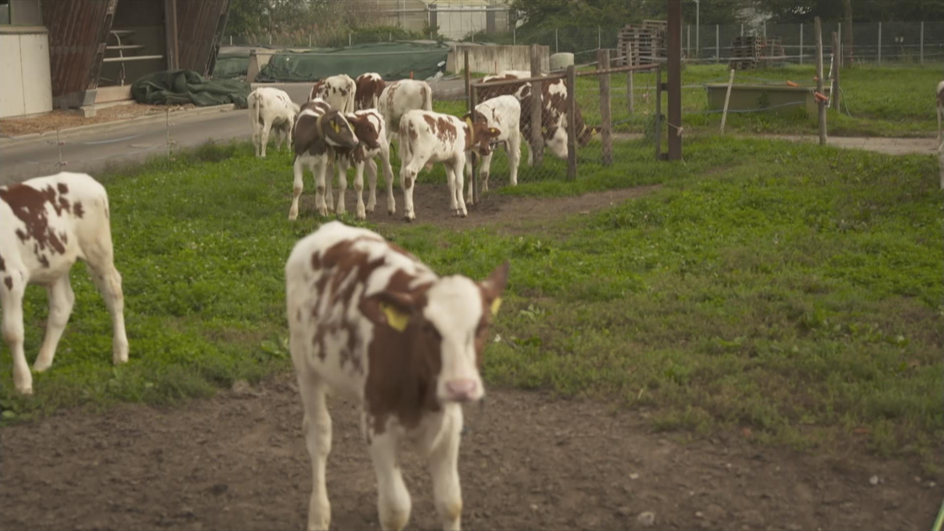 Kälbchen auf einer Wiese