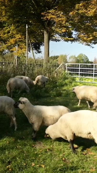 Schafe stehen auf einer Wiese.