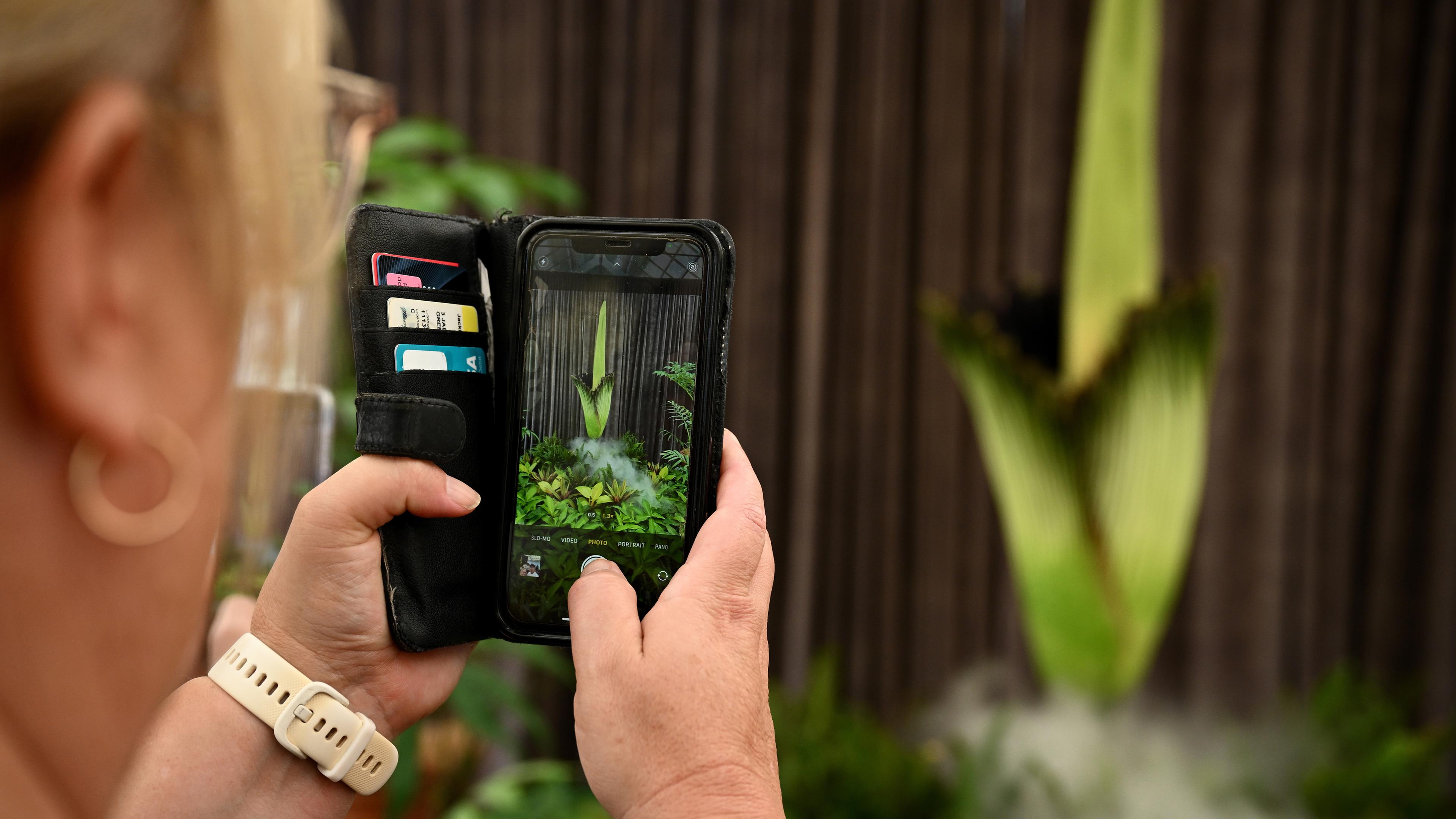 Die seltene und gefährdete Die seltene und gefährdete Leichenblume mit dem Spitznamen Putricia blüht am 23. Januar 2025 im Royal Botanic Gardens in Sydney, Australien.  mit dem Spitznamen Putricia blüht am 23. 1. 2025 im Royal Botanic Gardens in Sydney, Australien. 