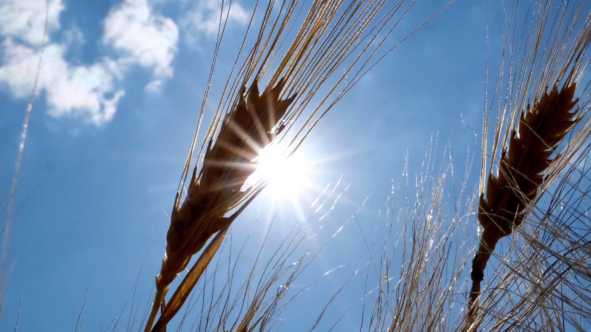 Sonne scheint über Getreide