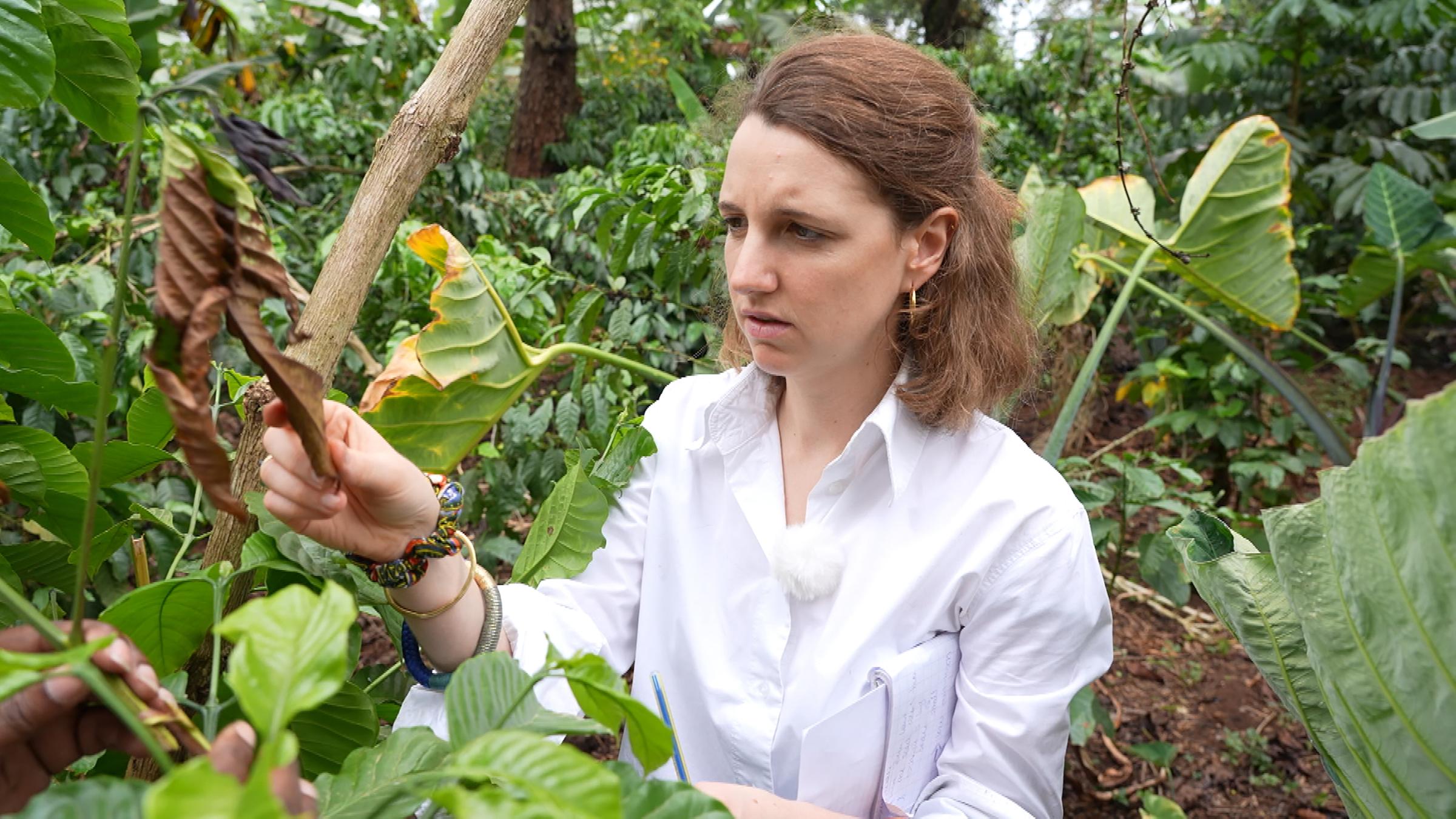 Klimaforscherin Sophie von Loeben schaut sich in Uganda eine von Schädlingen befallene Kaffeepflanze an