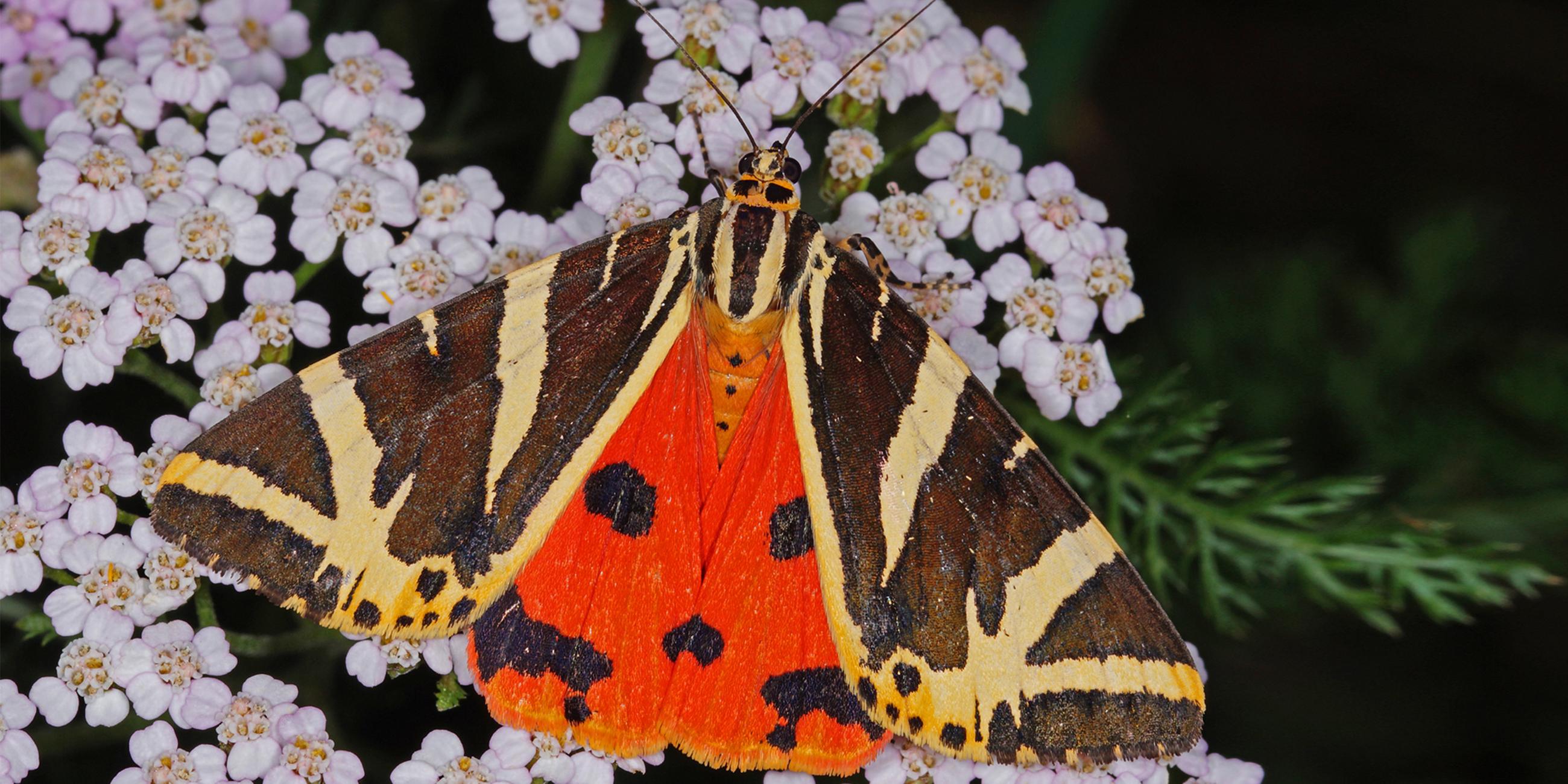 Schmetterling «Spanische Flagge»