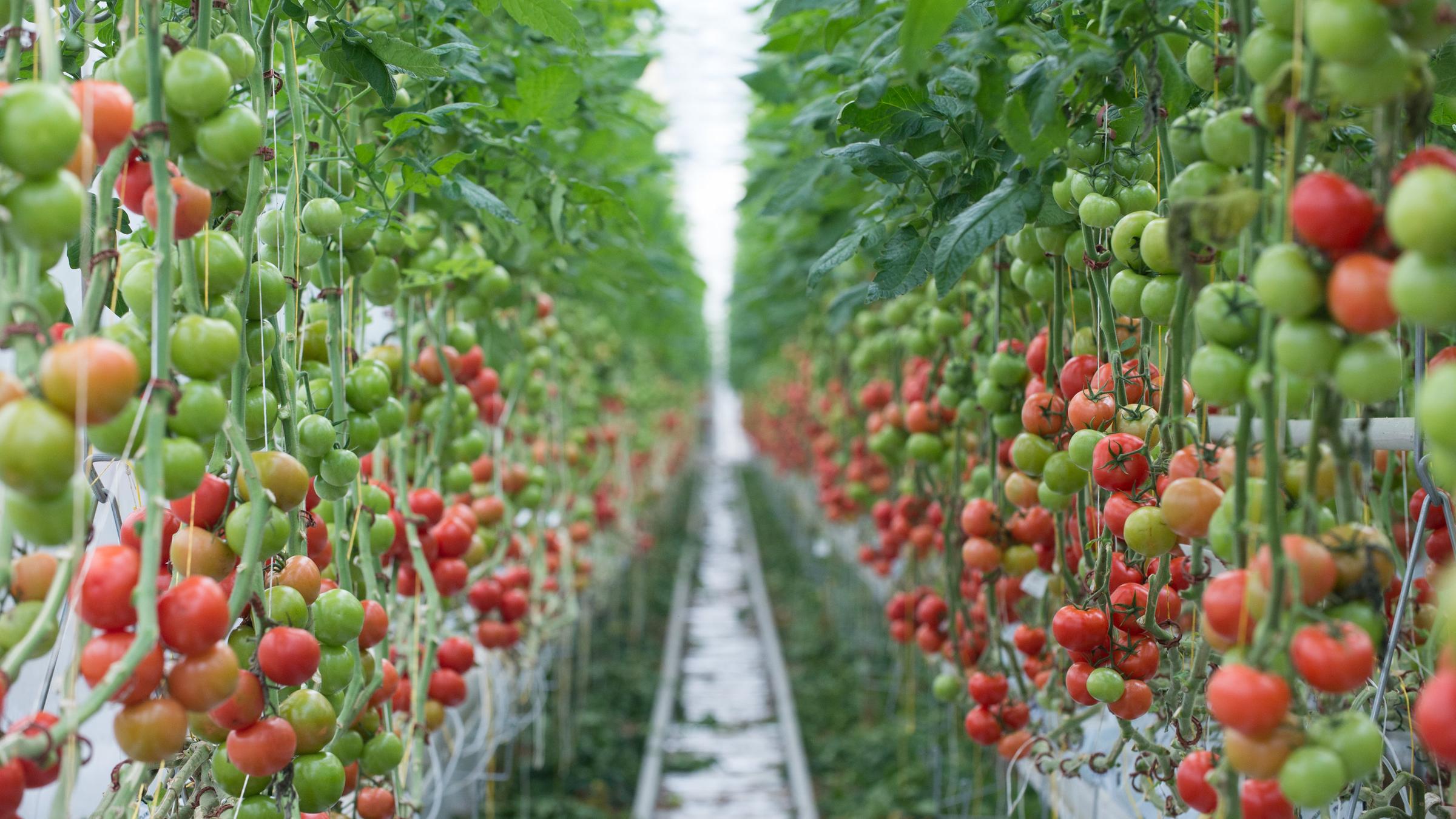 Okobilanz Wie Nachhaltig Ist Die Spanische Tomate Zdfheute