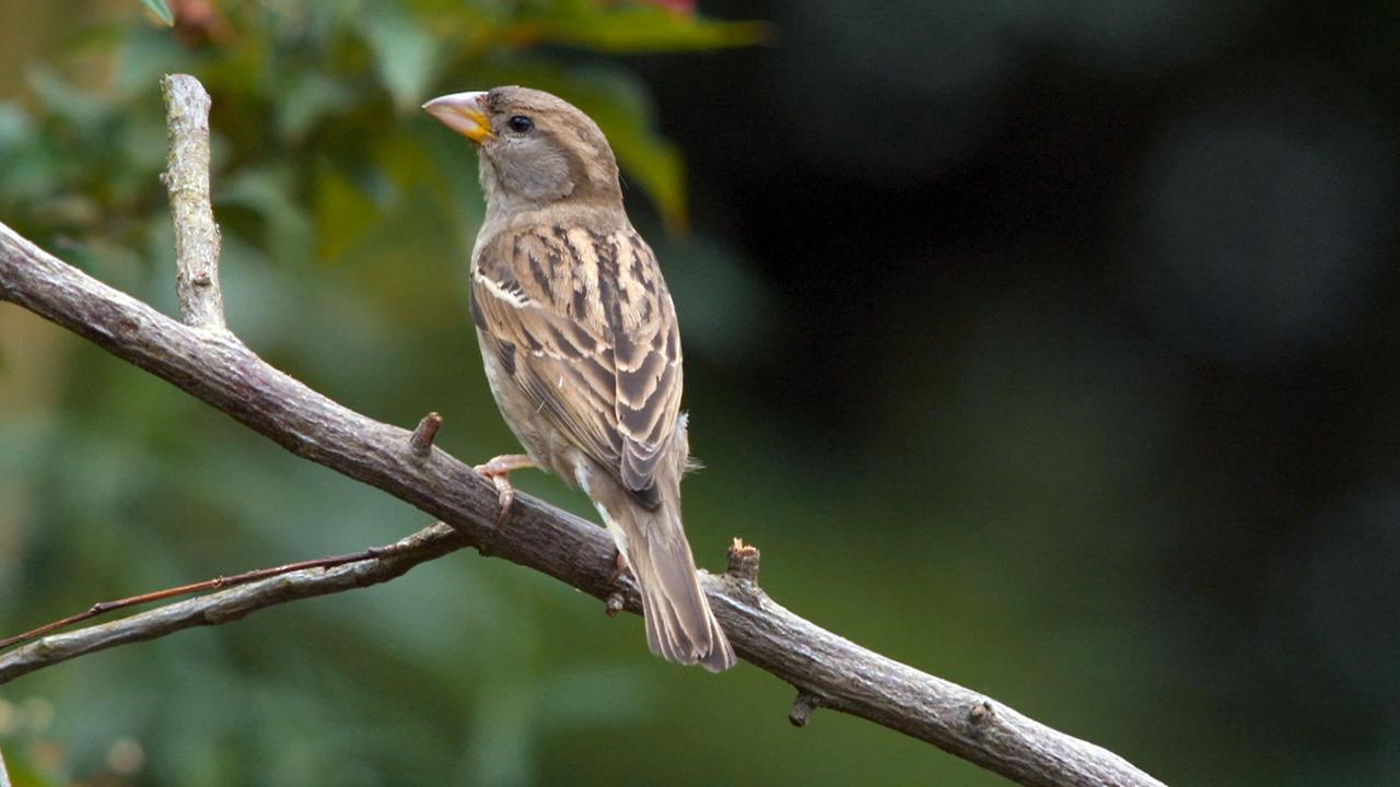 Lowenzahn Familie Spatz Zdftivi