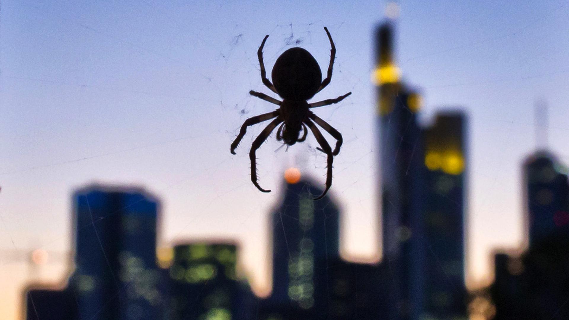 Spinne vor Frankfurter Skyline