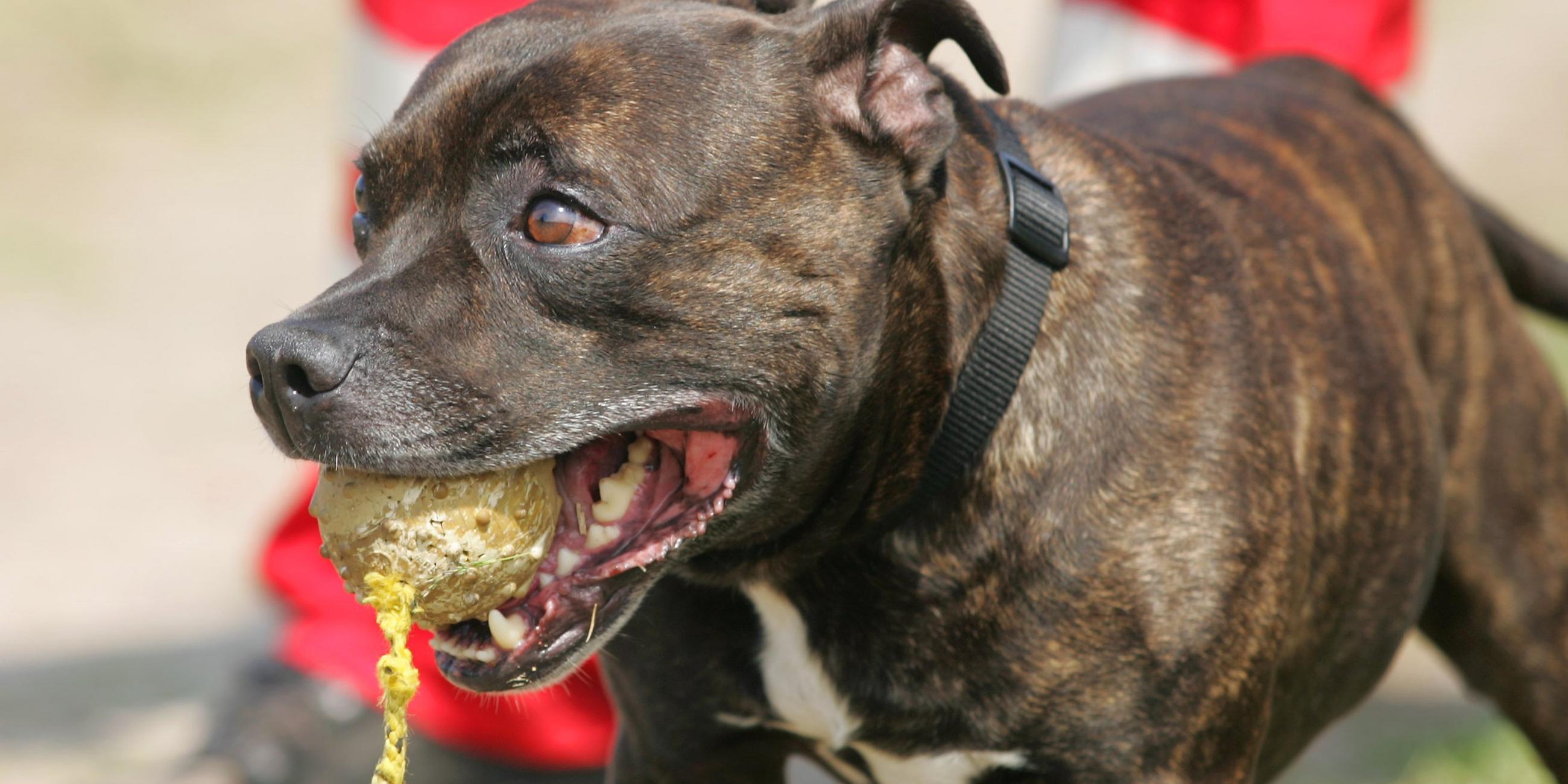 Staffordshire-Bullterrier