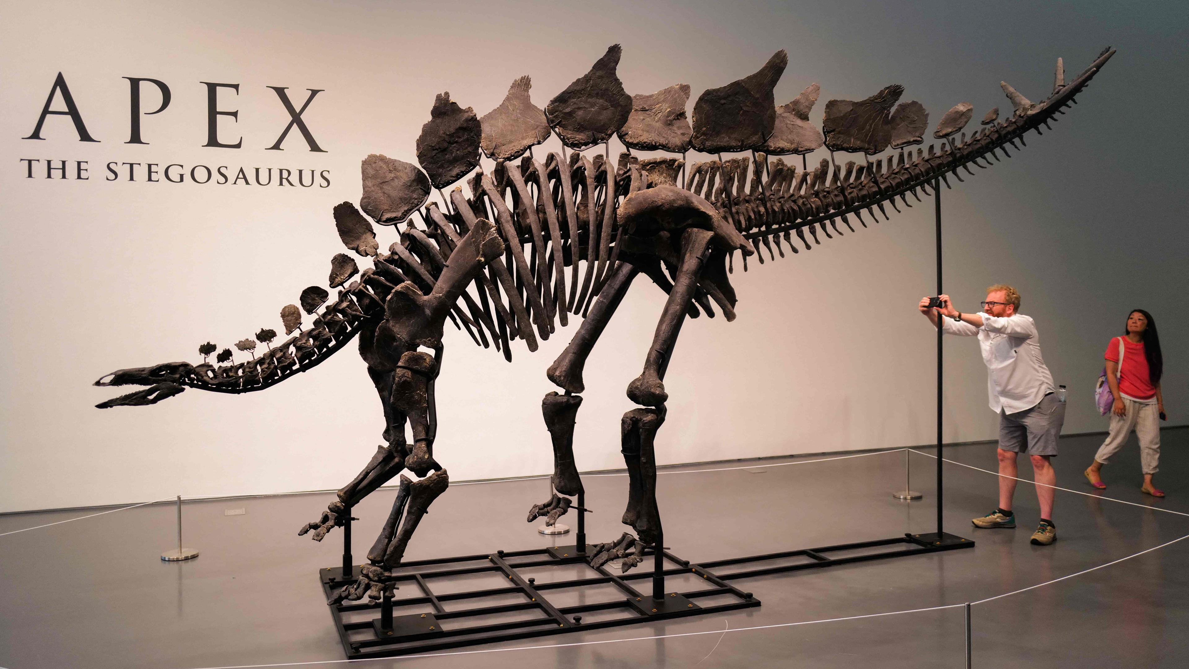 Das Stegosaurus-Exemplar mit dem Spitznamen "Apex“ wird am 10. Juli 2024 bei Sotheby’s in New York ausgestellt. 