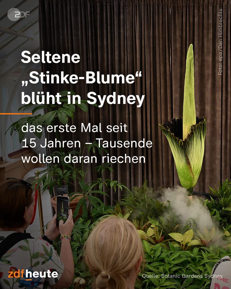 Eine grün-leuchtende Blume, daneben die Überschrift: Seltene "Stinke-Blume" blüht in Sydney - das erste mal seit Jahren - Tausende wollen daran riechen