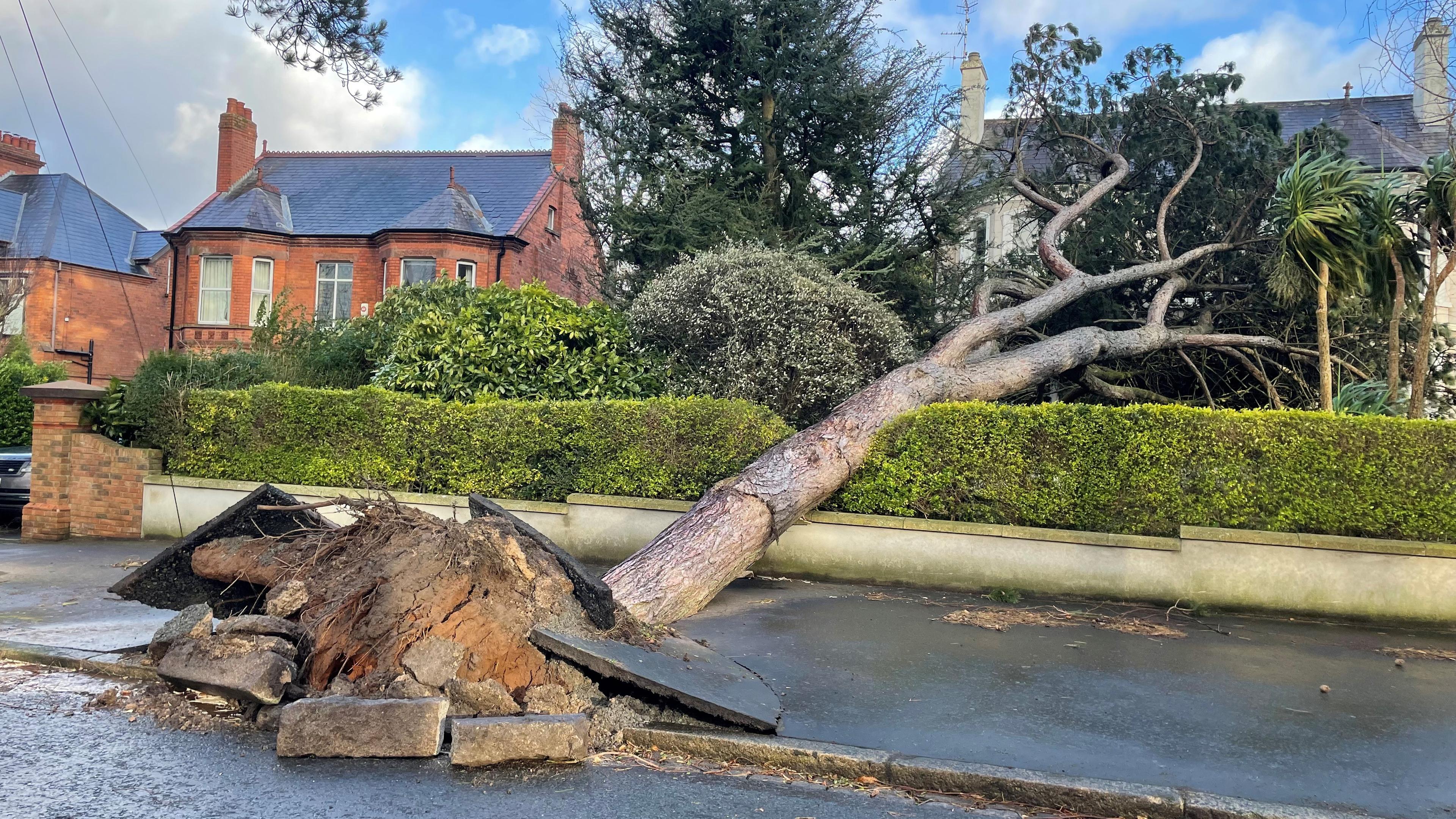 Nordirland, Belfast: Ein Baum ist beim Sturm auf ein Haus und einen Garten in der Cyprus Avenue im Osten von Belfast gestürzt.