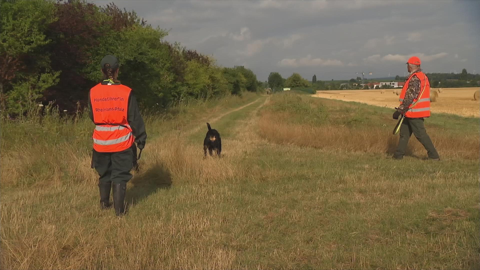 Suchhunde-Schweinepest