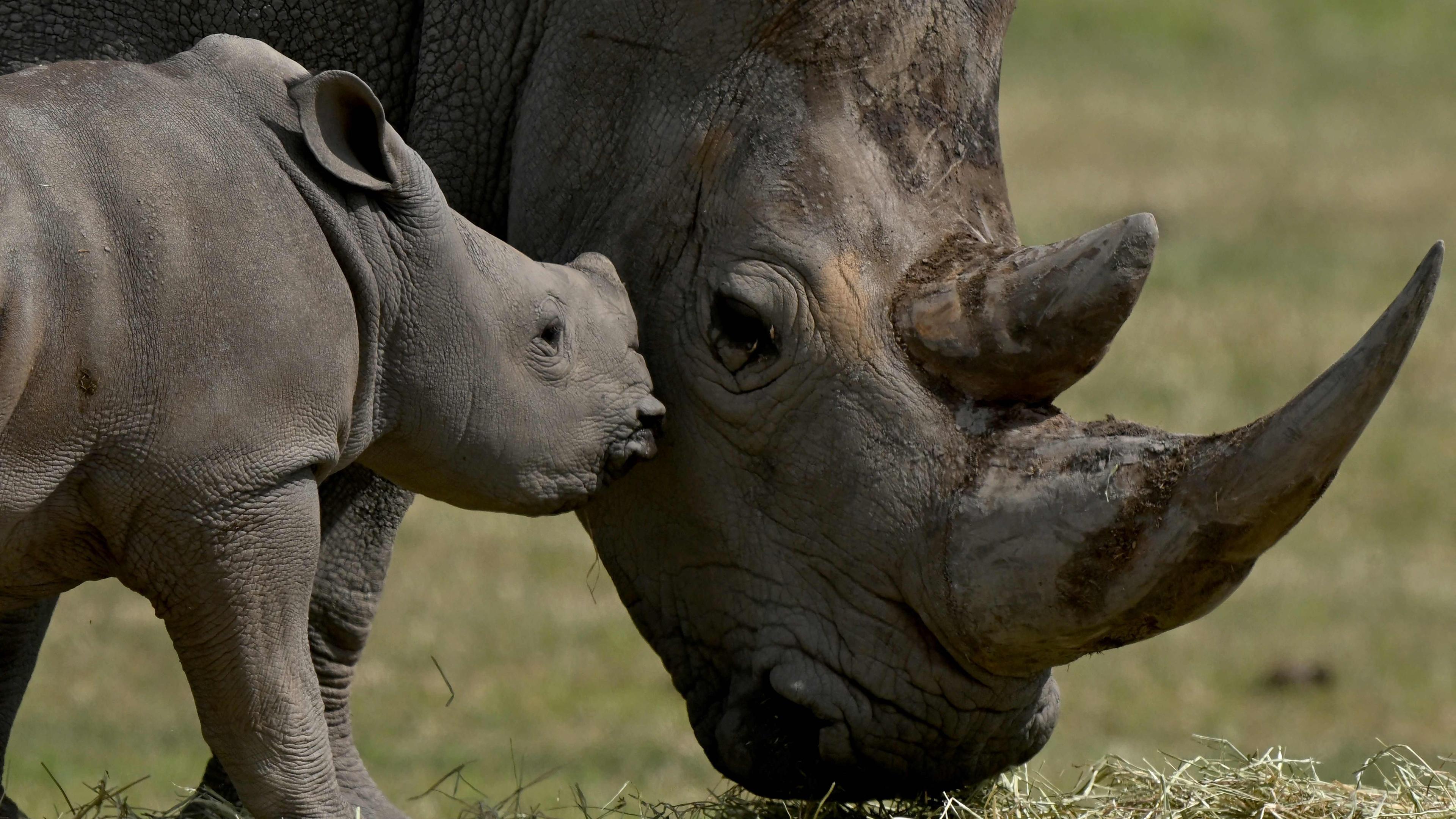 Nashornjunges neben älterem Nashorn