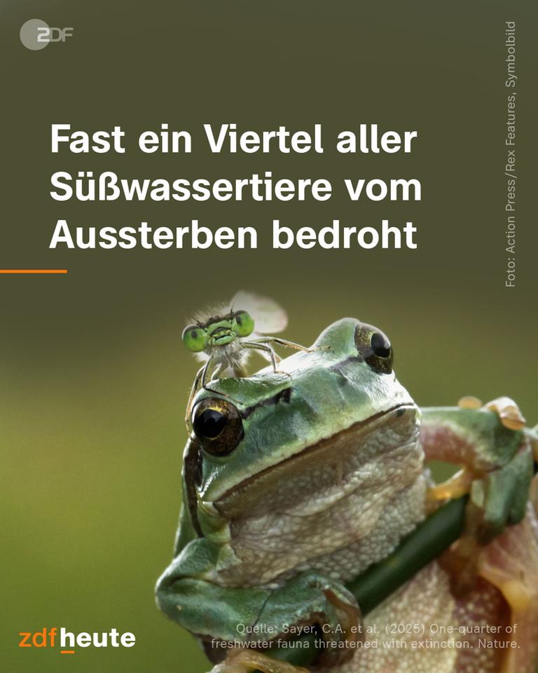 Ein Frosch auf  einem Ast.