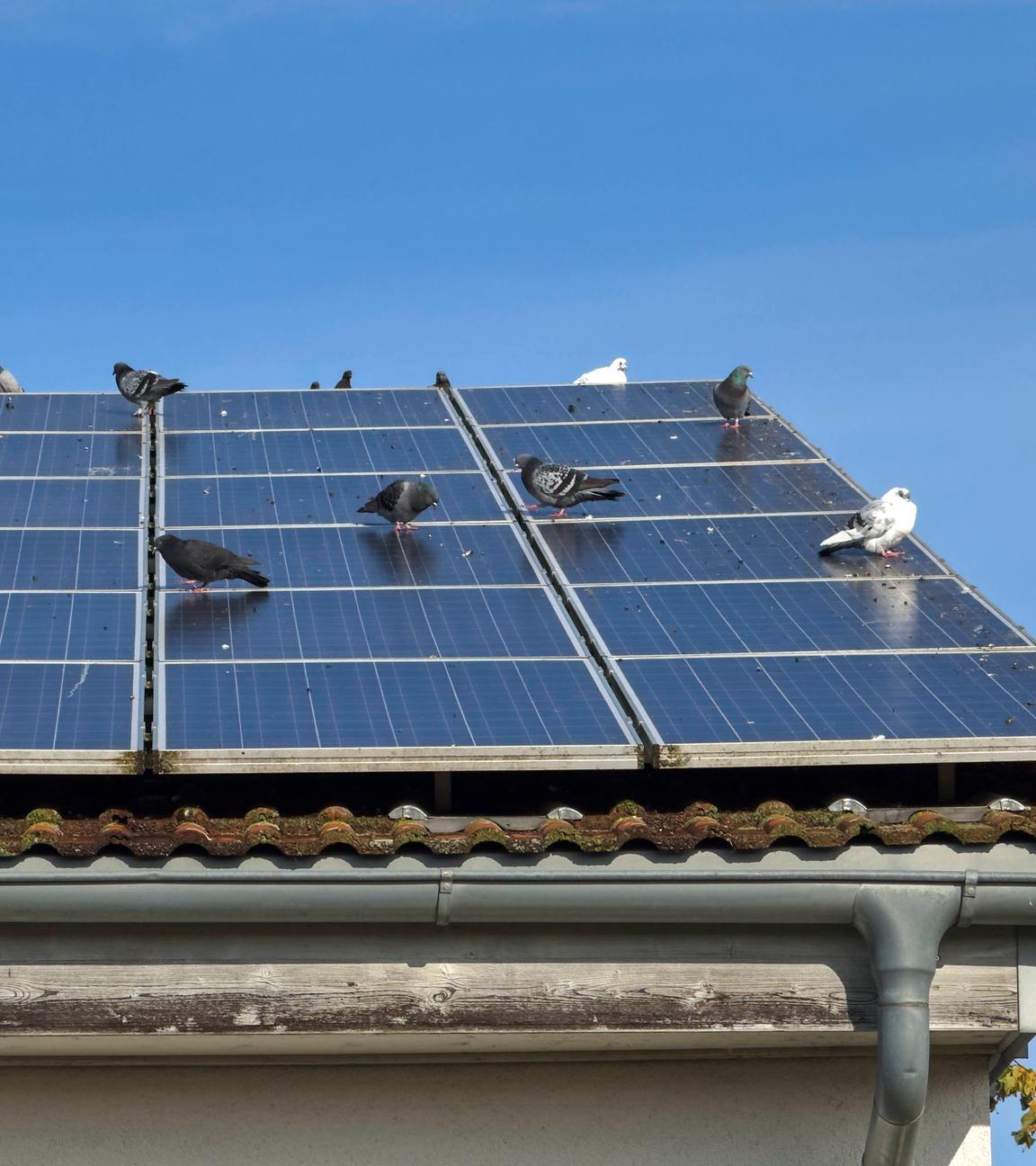 Tauben sitzen auf Photovoltaikanlagen auf einem Hausdach.