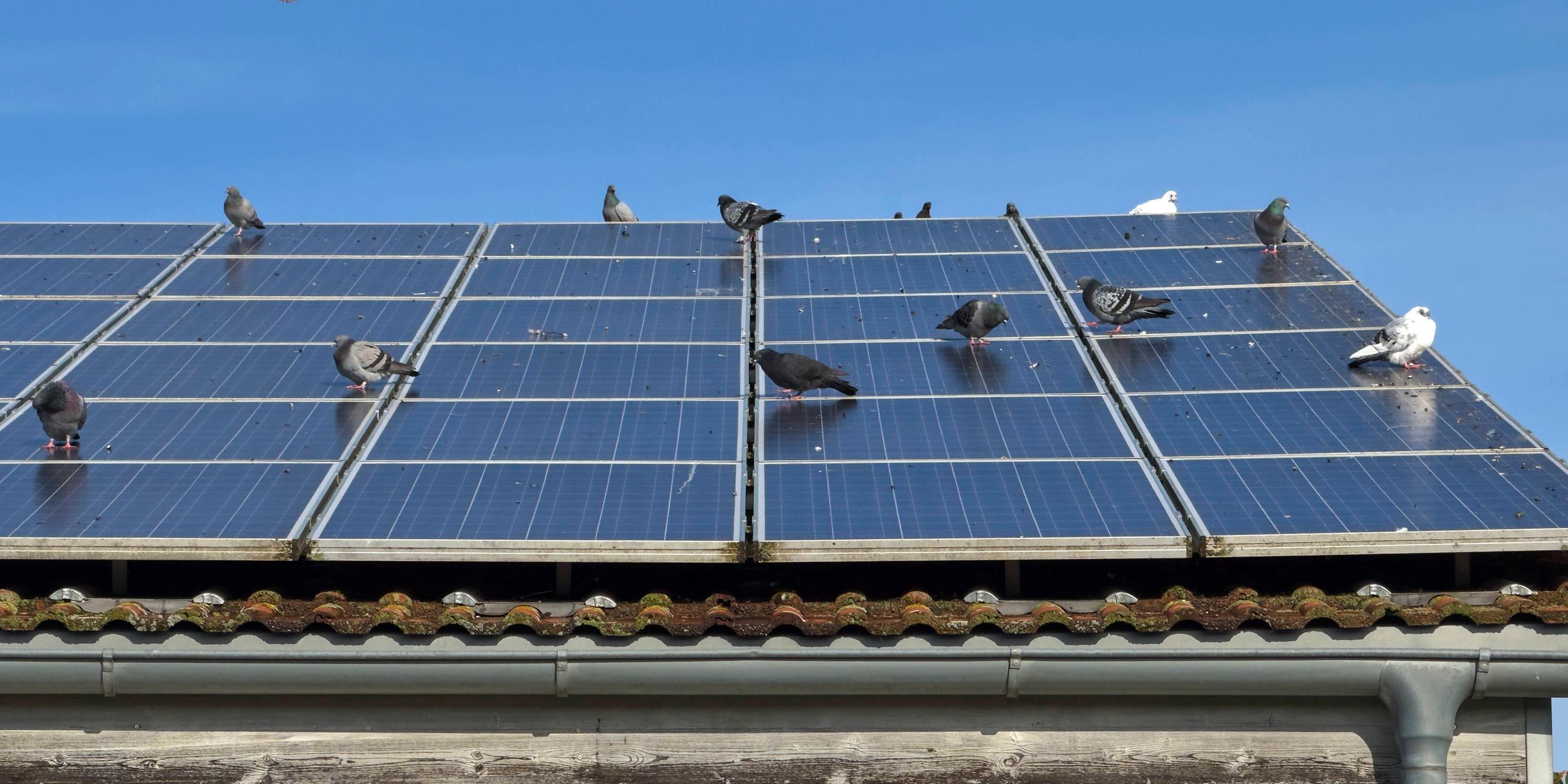 Tauben sitzen auf Photovoltaikanlagen auf einem Hausdach.