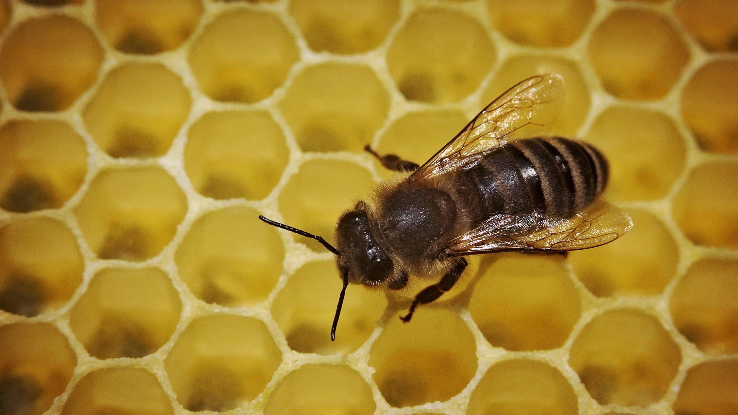 Urbane Bienenhaltung Im Trend Immer Mehr Imker In Deutschland Zdfheute