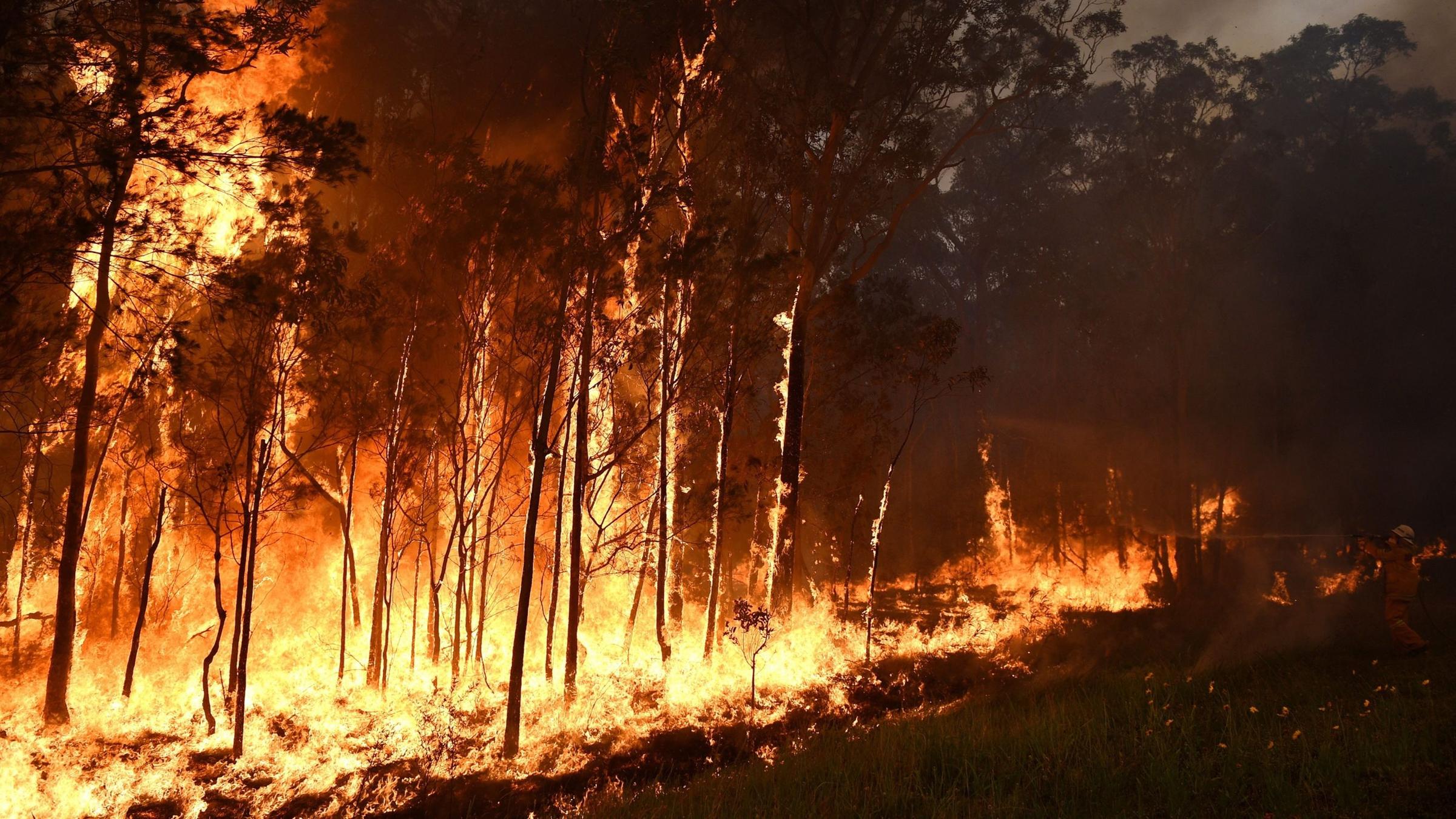 New South Wales Und Queensland Buschfeuer Wuten In Ost Australien Zdfheute