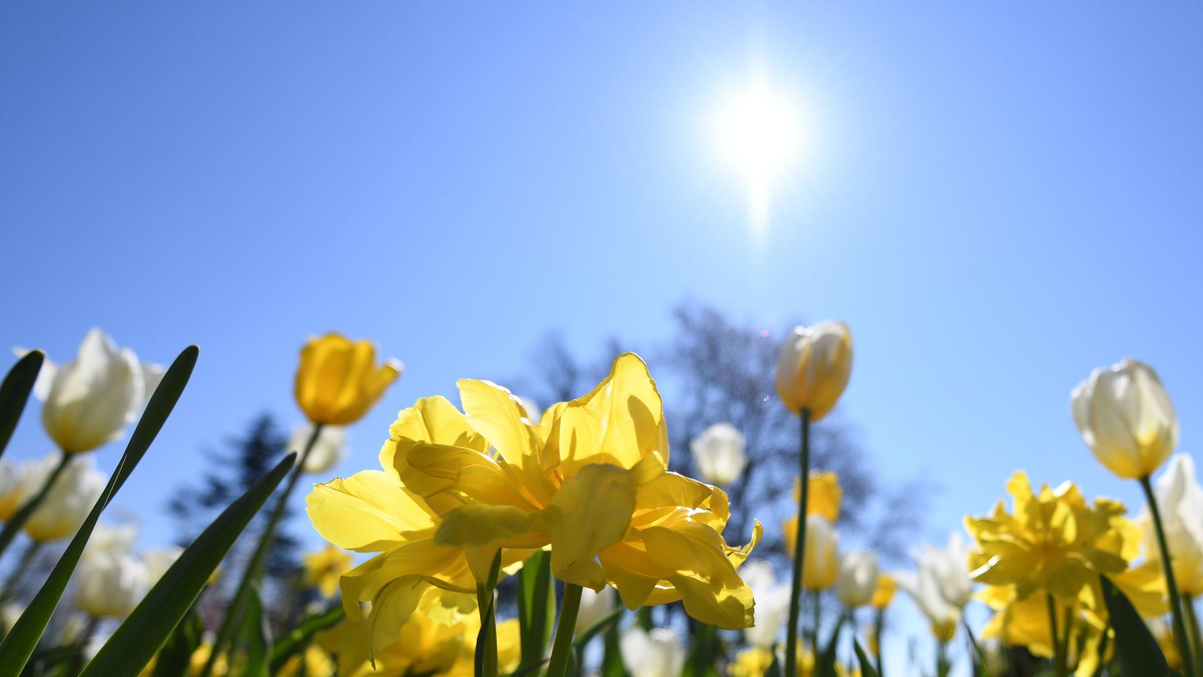 Wetterausblick Bis Ostersonntag Noch Sonnenschein Zdfheute