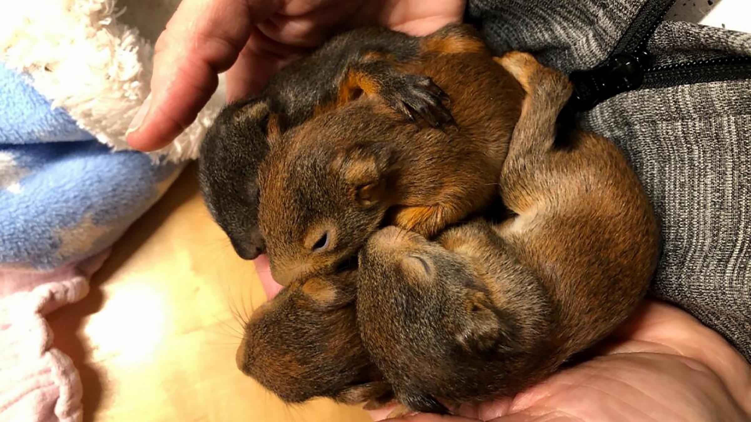 Feuerwehreinsatz Eichhornchen Babys Gerettet Zdfheute