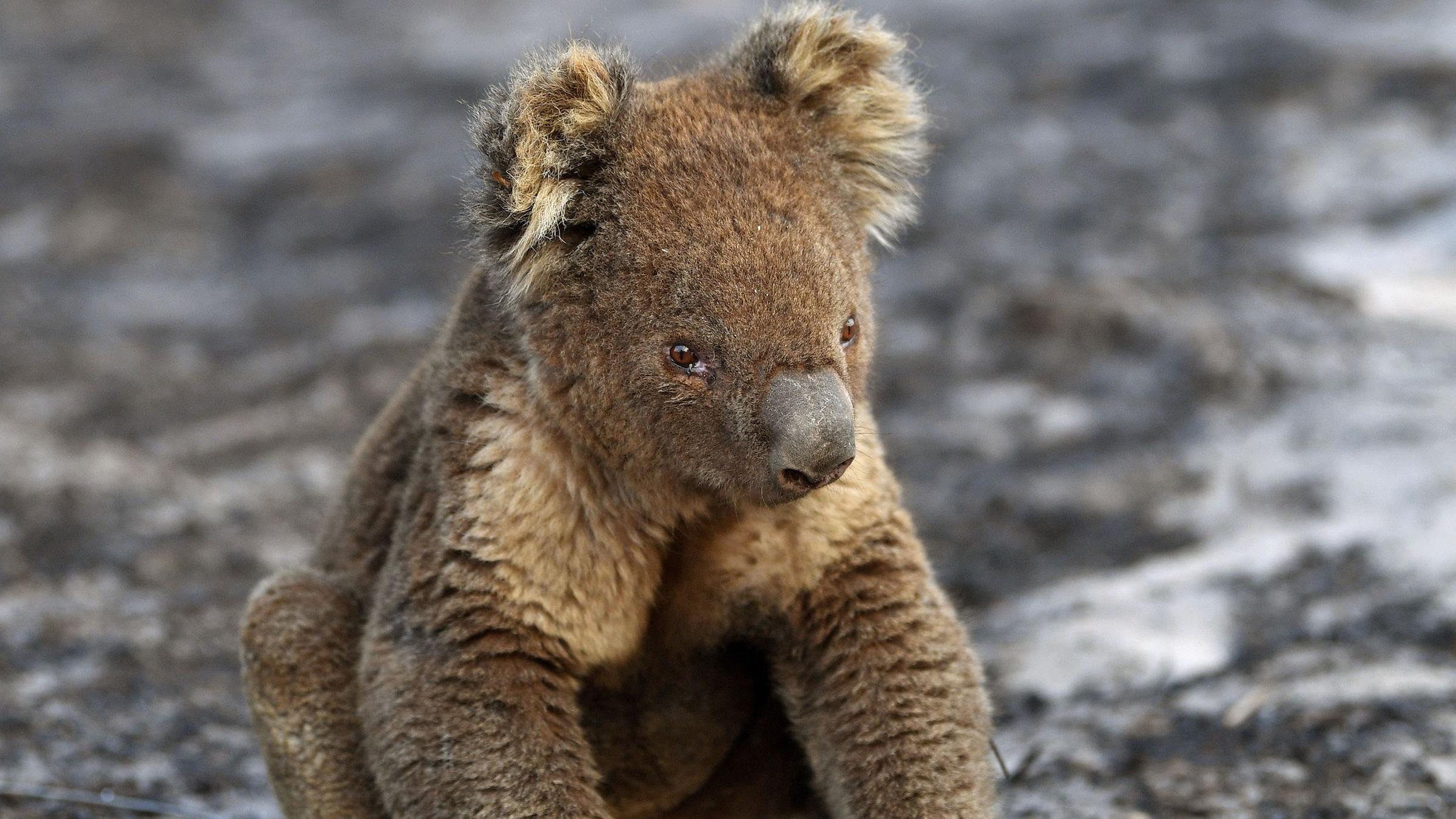 Brande In Australien Koalas Nach Buschfeuern Geheilt Zdfheute