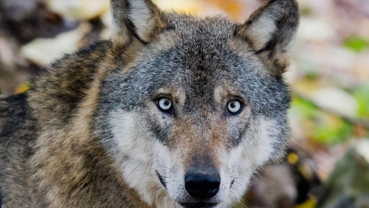 Welche Folgen die Wolfsjagd haben könnte