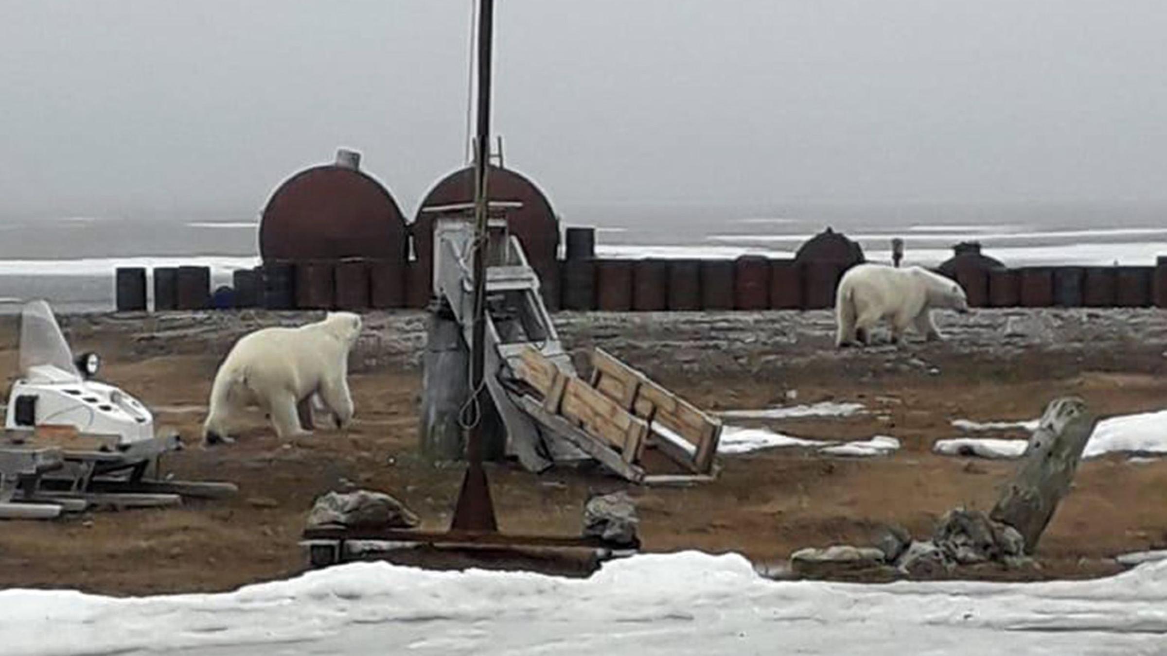 Folgen Des Klimawandels Eisbar Alarm Am Nordpolarmeer Zdfheute