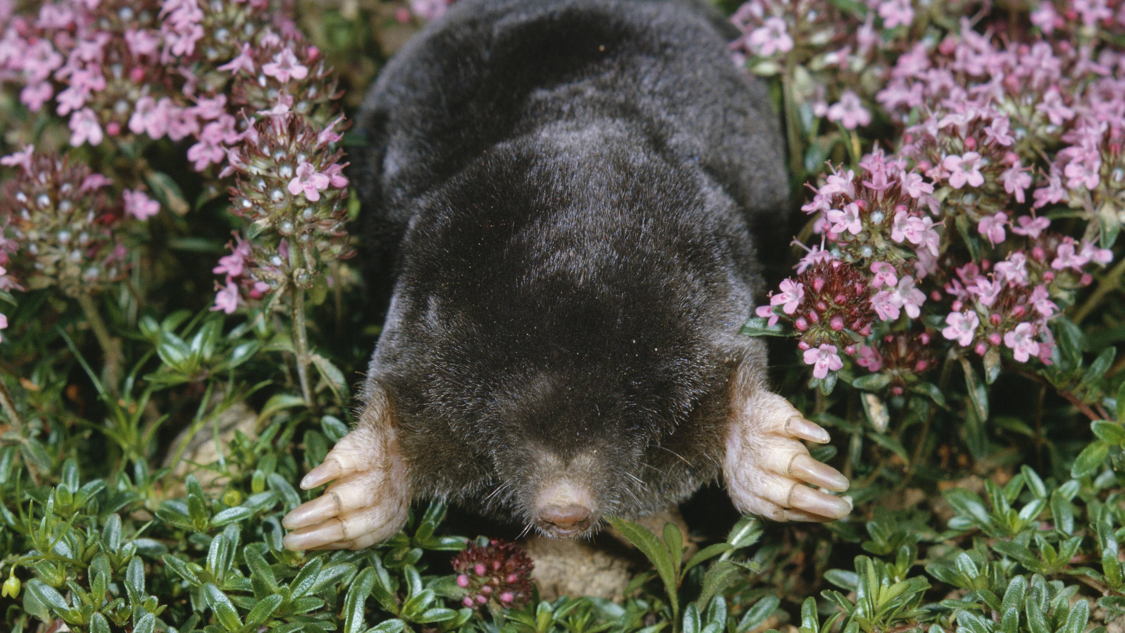 Ein Maulwurf zwischen Blumen