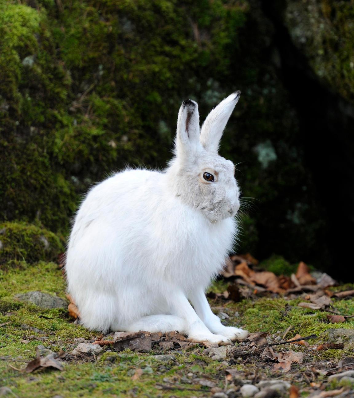 Ein weißer Schneehase sitzt auf steinigem Untergrund mit Blättern und Moos. Im Hintergund ein bemooster Felsen.