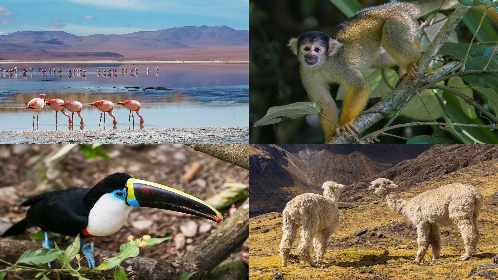 In einem viergeteilten Bild sind ein Tucan, Flamingos, ein Affe und Lamas zu sehen