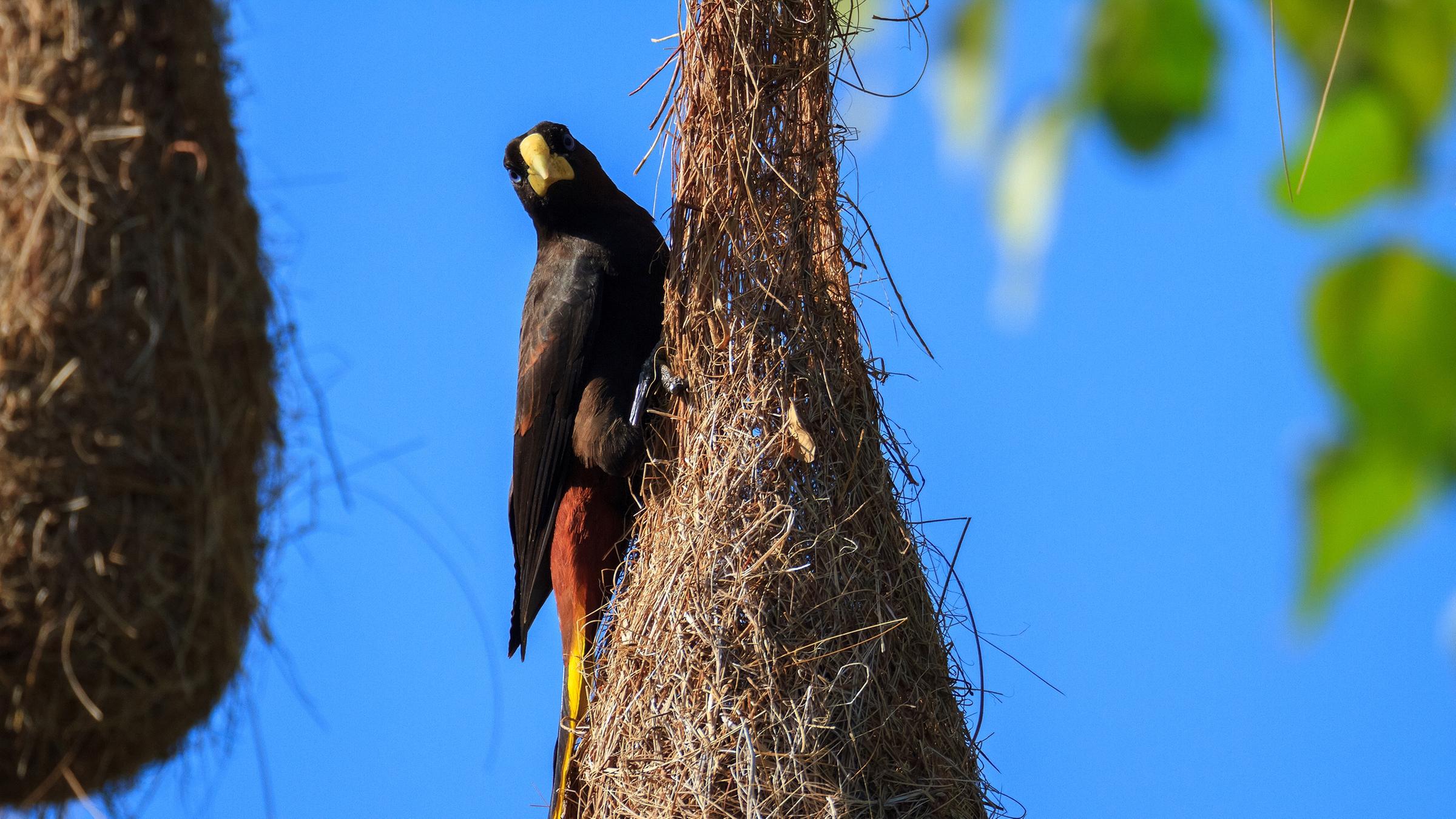 Krähenstirnvogel sitzt am Nest.