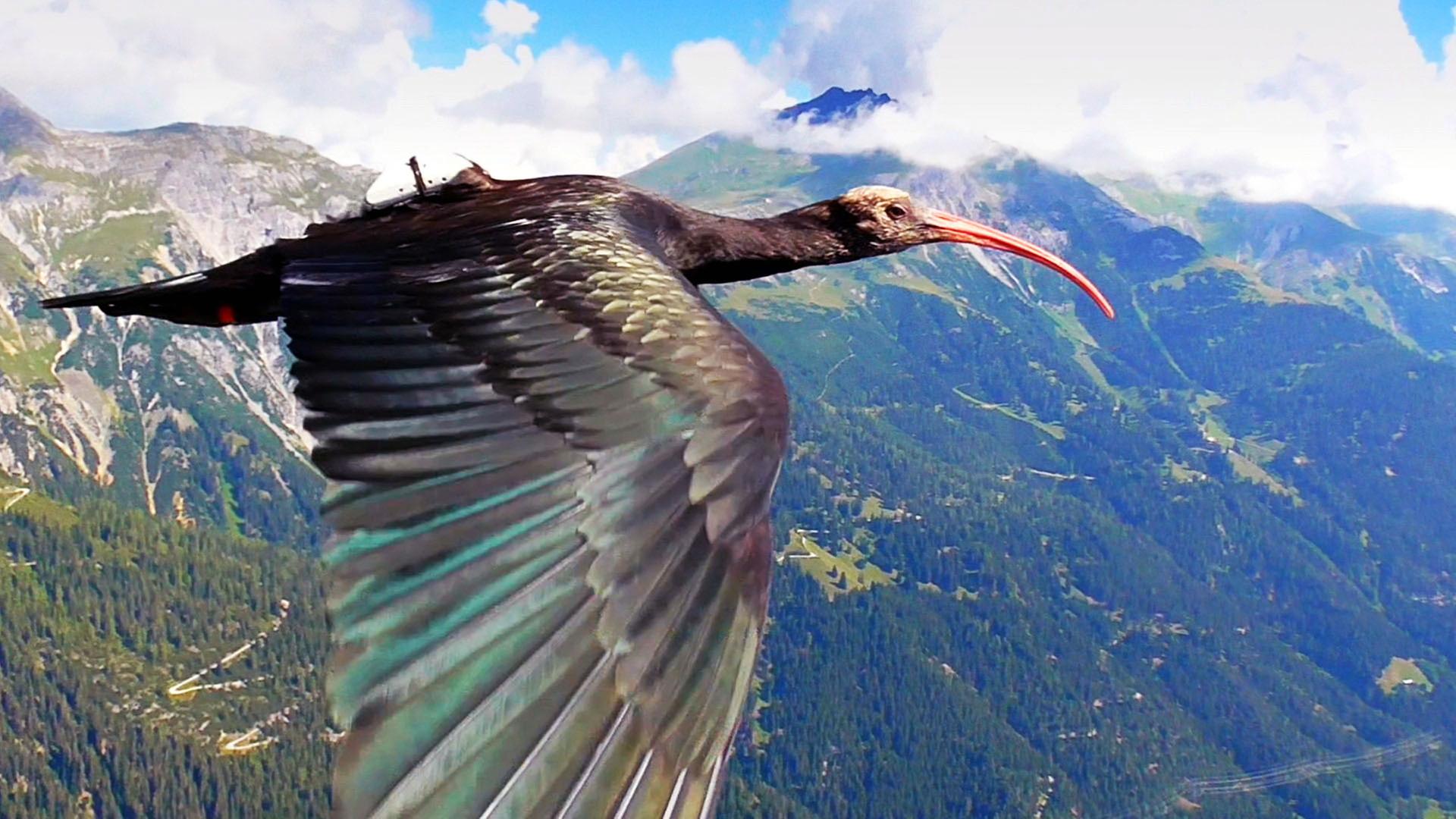 Ein Waldrapp fliegt über eine Berglandschaft.