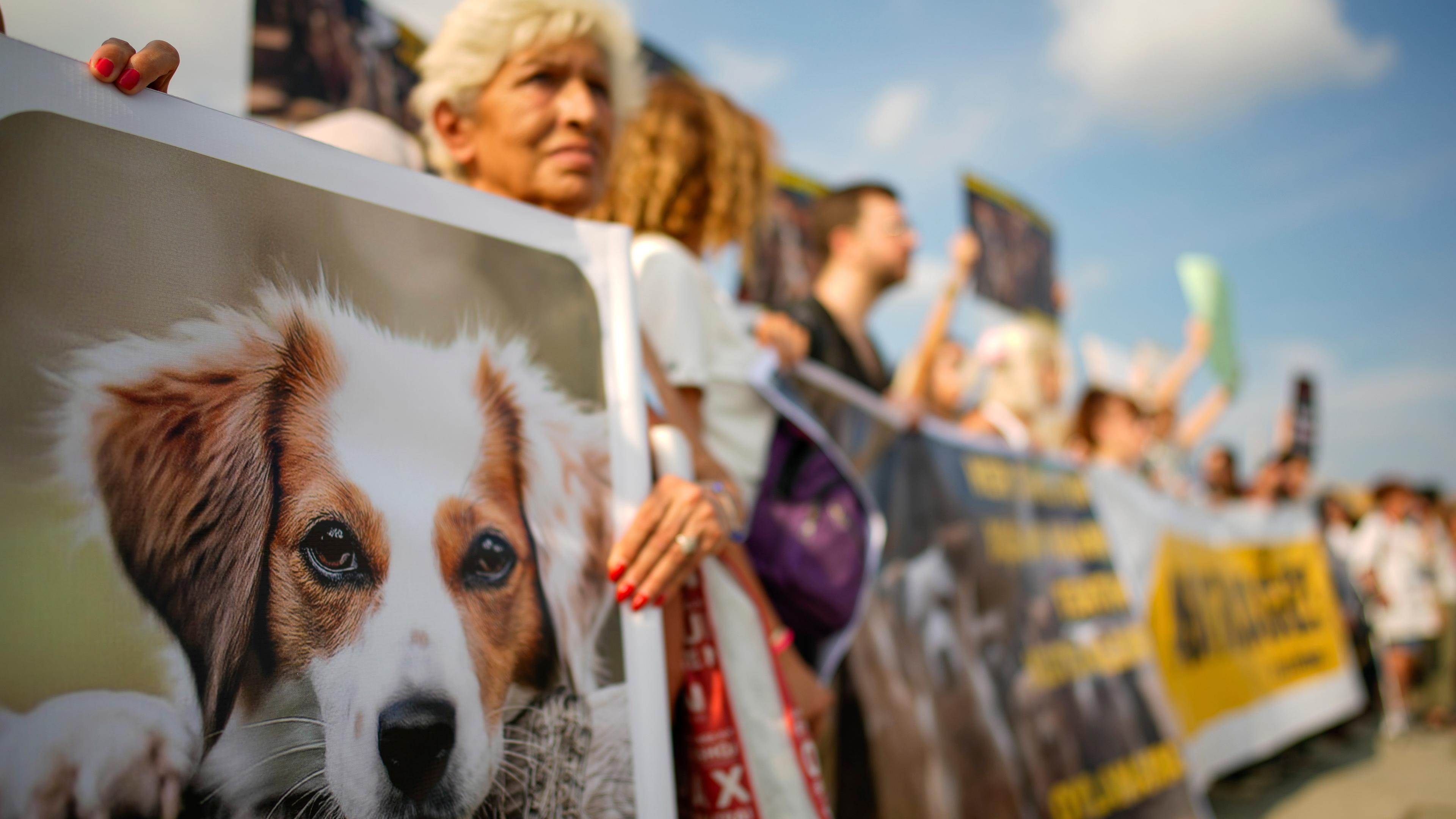 Tierschützer protestierten in Istanbul