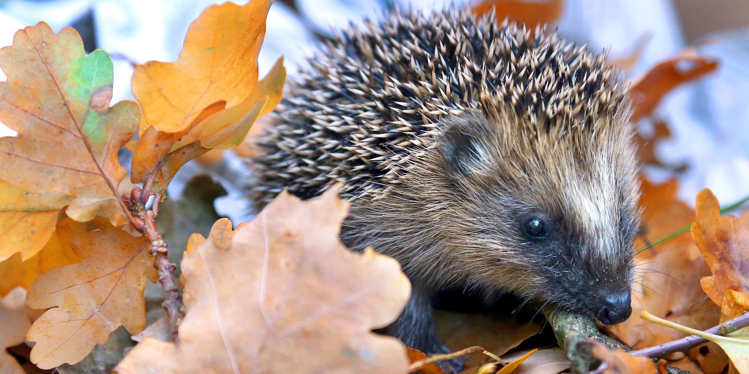 Ein igel läuft in Berlin durch Herbstlaub.