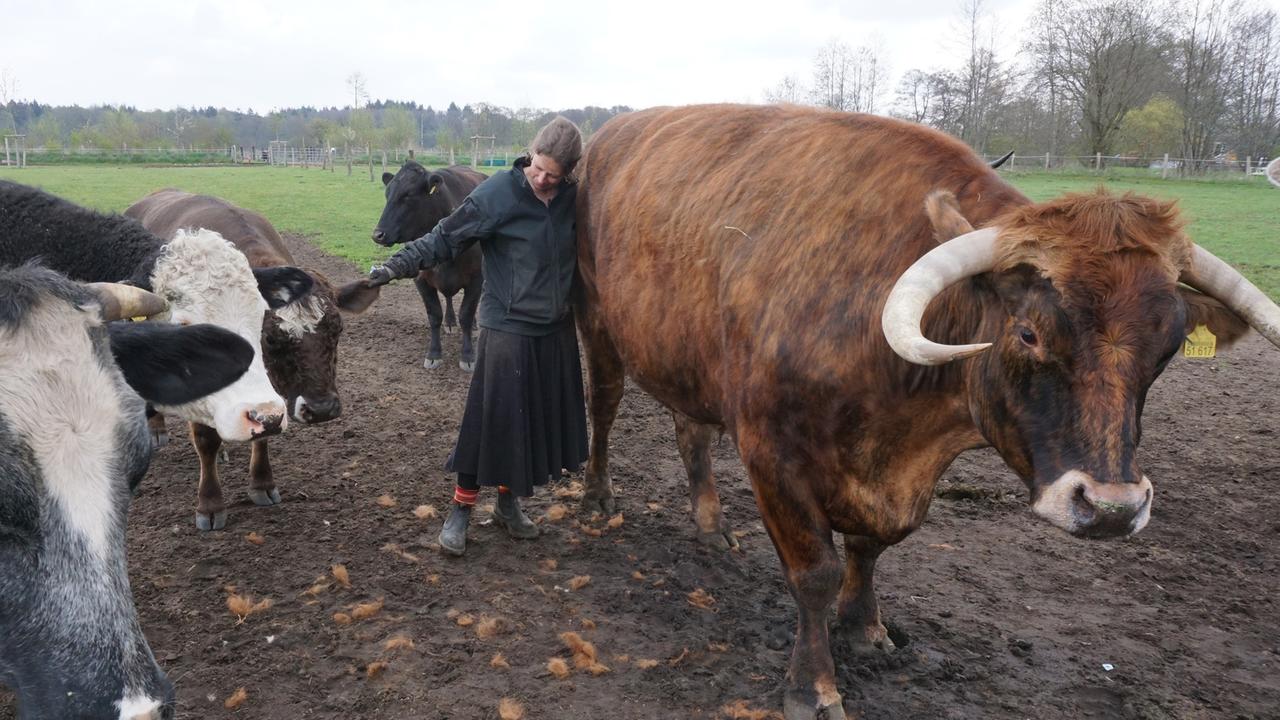 Mehr Tierwohl: Schlachtung mit Achtung