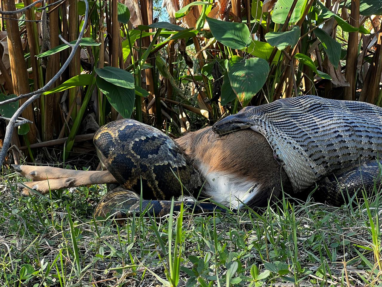 4,5 Meter langer Tigerpython verschlingt einen 35 Kilogramm schweren Weißwedelhirsch