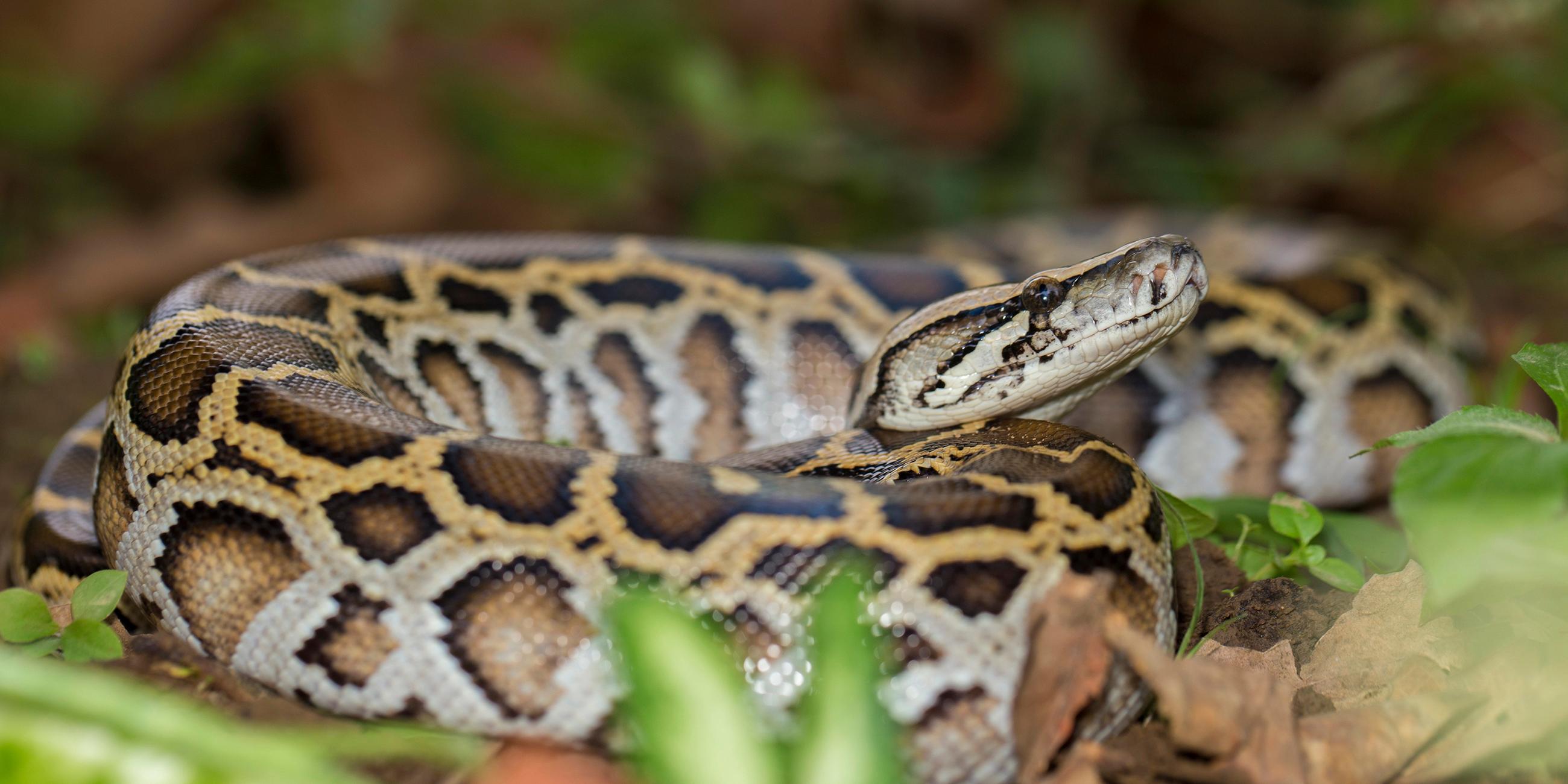 Tigerpython (Python bivittatus)