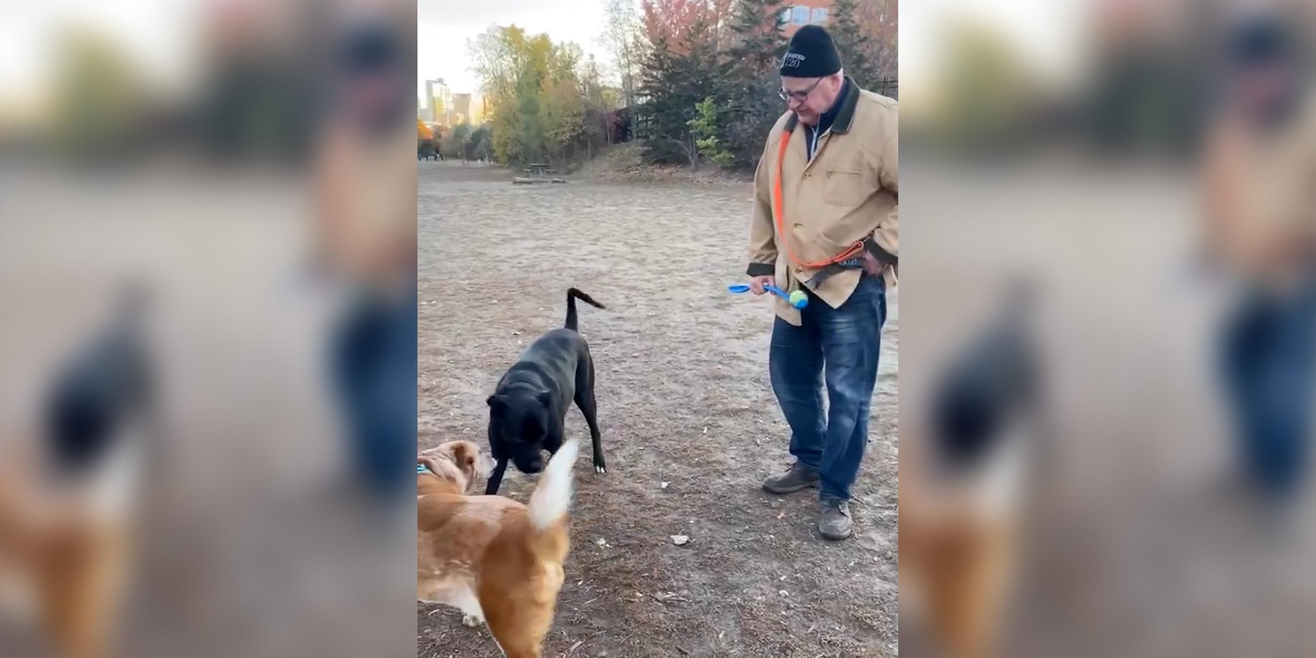 Screenshot: Tim Walz mit Hunden