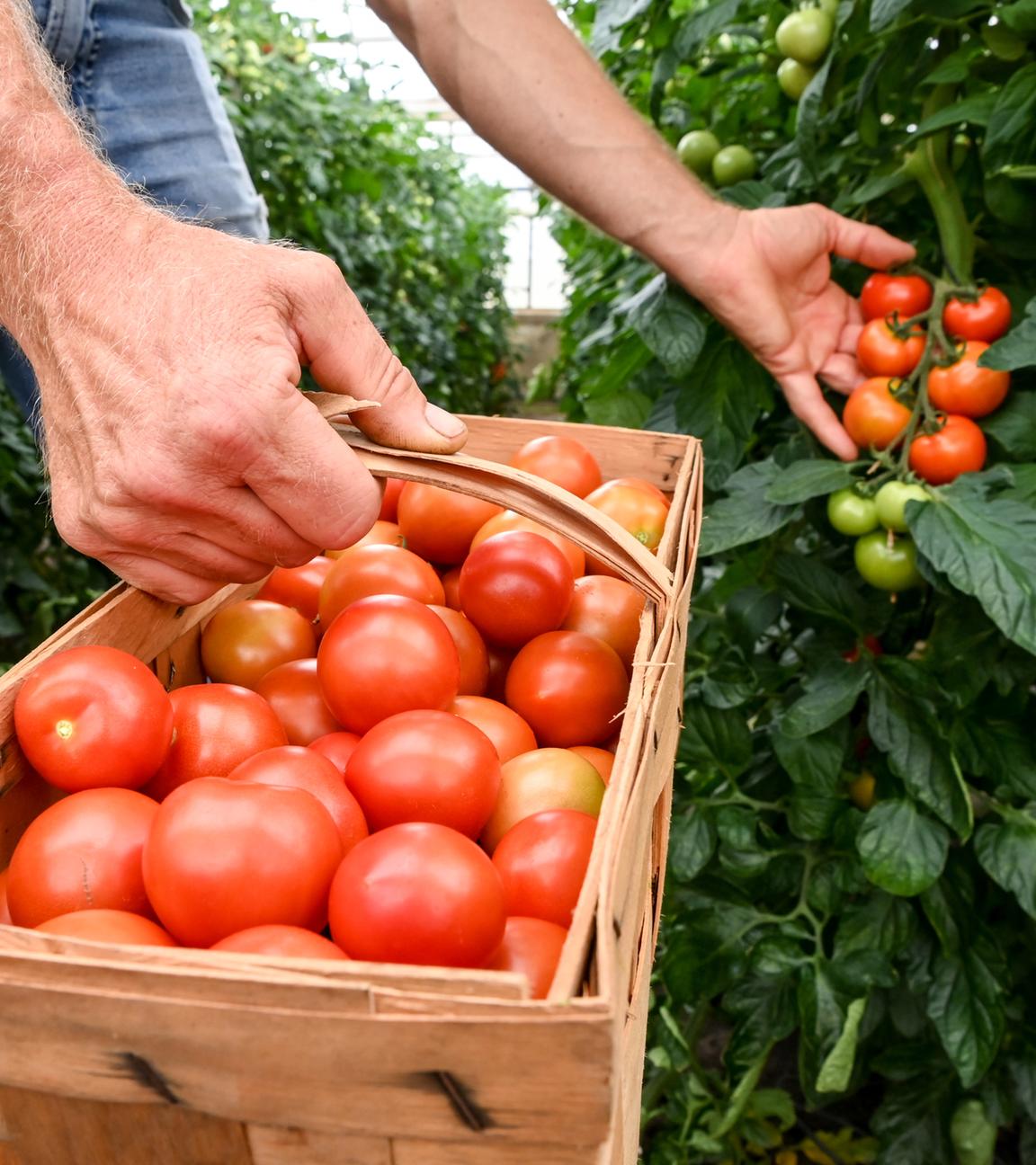 In einem Gewächshaus werden Tomaten geerntet
