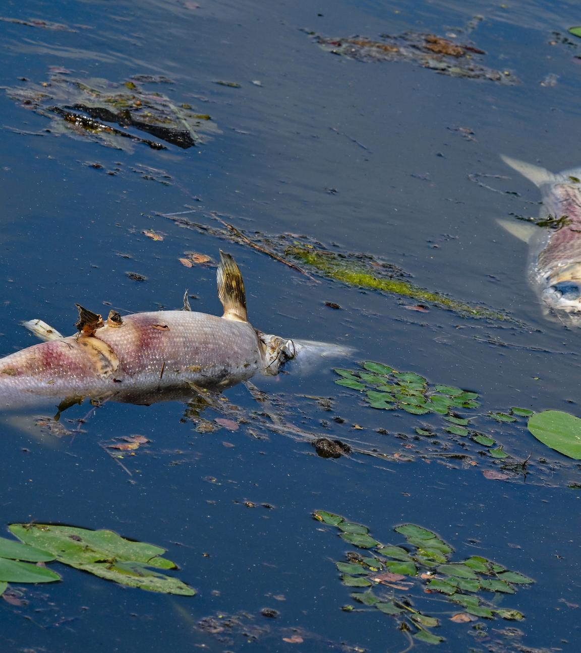 Brandenburg, Frankfurt (Oder): Zwei große tote Fische von etwa 50 Zentimetern Länge treiben an der Wasseroberfläche im Winterhafen - einem Nebenarm des deutsch-polnischen Grenzflusses Oder.