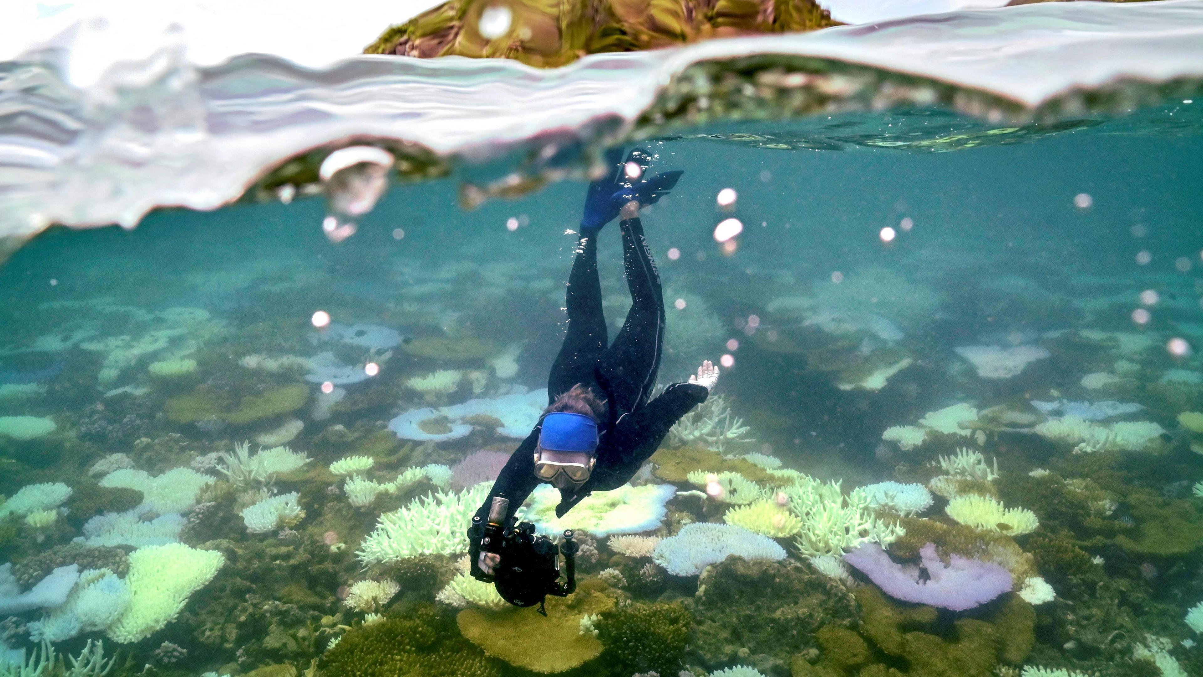 Auf diesem Unterwasserfoto vom 5. April 2024 schnorchelt die Meeresbiologin Anne Hoggett, um verblasste und tote Korallen rund um Lizard Island am Great Barrier Reef, 270 Kilometer (167 Meilen) nördlich der Stadt Cairns, zu inspizieren und aufzuzeichnen. 