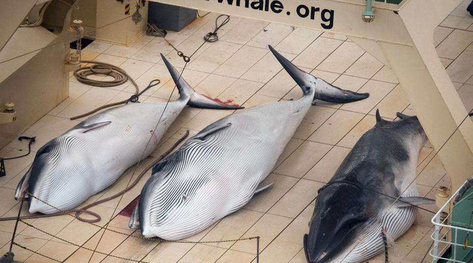 Trotz internationaler Proteste nimmt Japan den Walfang in der Antarktis wieder auf. Ein Schiff werde heute zur "Walforschung" in See stechen, teilte Japans Fischereibehörde mit.