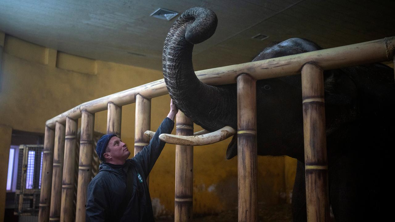 Zoo bei Kiew fordert Korridor zur Tierrettung