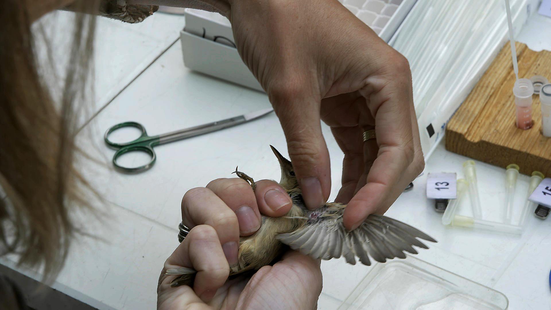 Nähe Utrecht testen Reina Sikkema und Tijs van den Berg Wildvögel