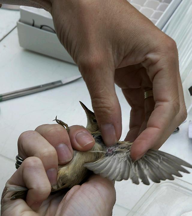 Nähe Utrecht testen Reina Sikkema und Tijs van den Berg Wildvögel