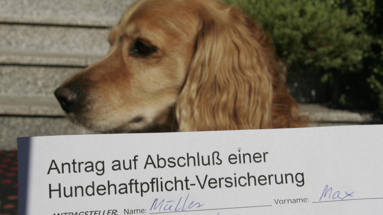 Versicherungen Für Tiere - ZDFmediathek